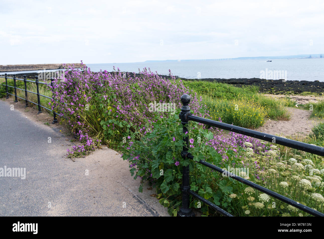 Wilde Blumen in Sanddünen in Hartlepool Strand wächst Stockfoto