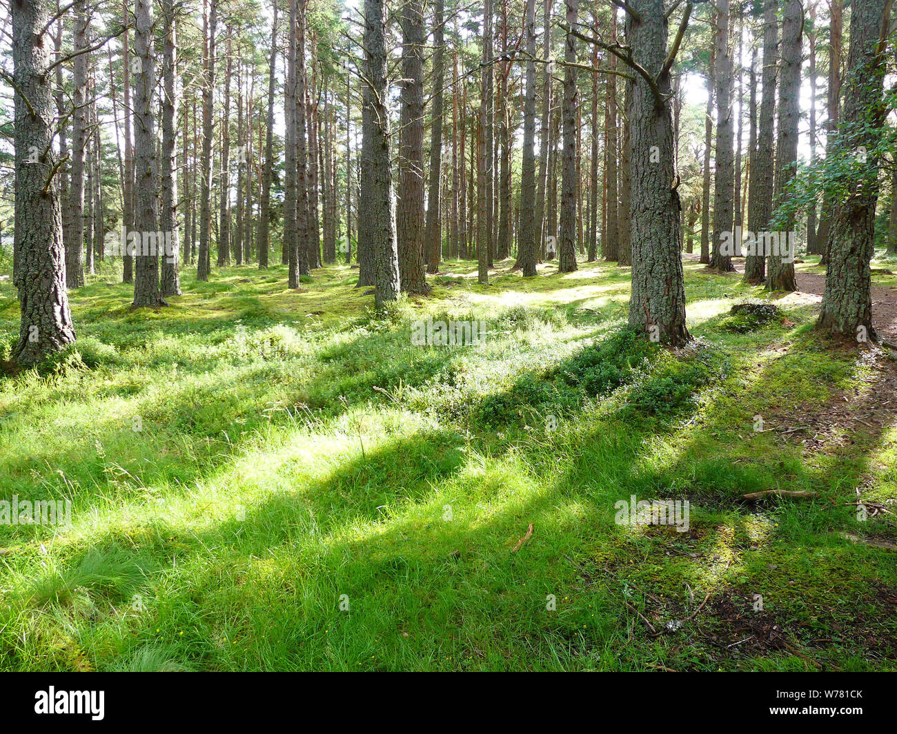 CALEDONIAN Kiefern in der Calendonian National Forest, Schottland. Foto: Tony Gale Stockfoto