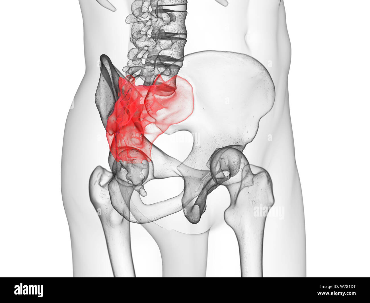 3D-gerenderte medizinisch genauen Abbildung des Kreuzbeins Stockfoto