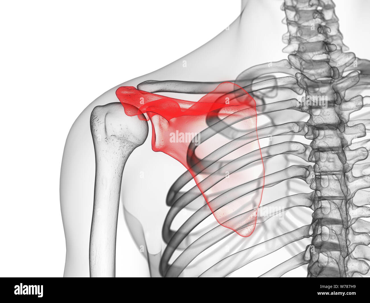 3D-gerenderte Medizinisch genaue Abbildung der scapula Stockfoto