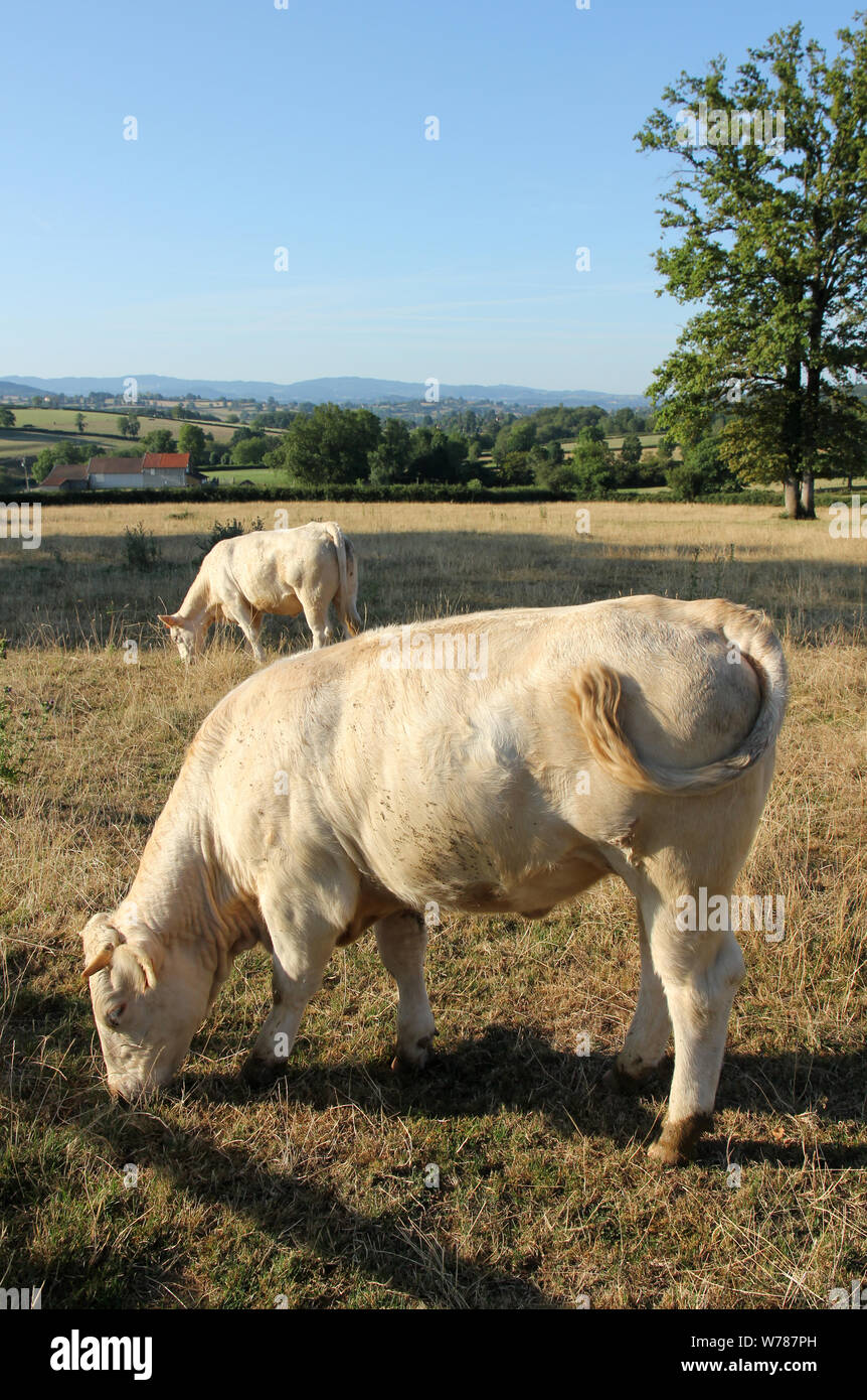 Burgund Frankreich Stockfoto