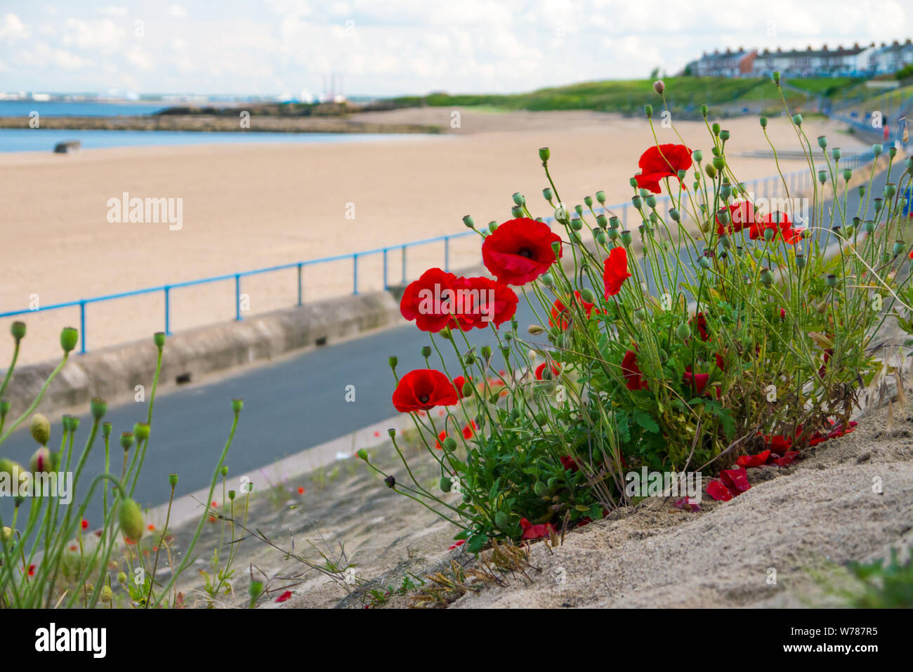 Roter Mohn wild Wachsenden entlang einer Böschung in Newbiggin-by-the-Sea Coast Stockfoto