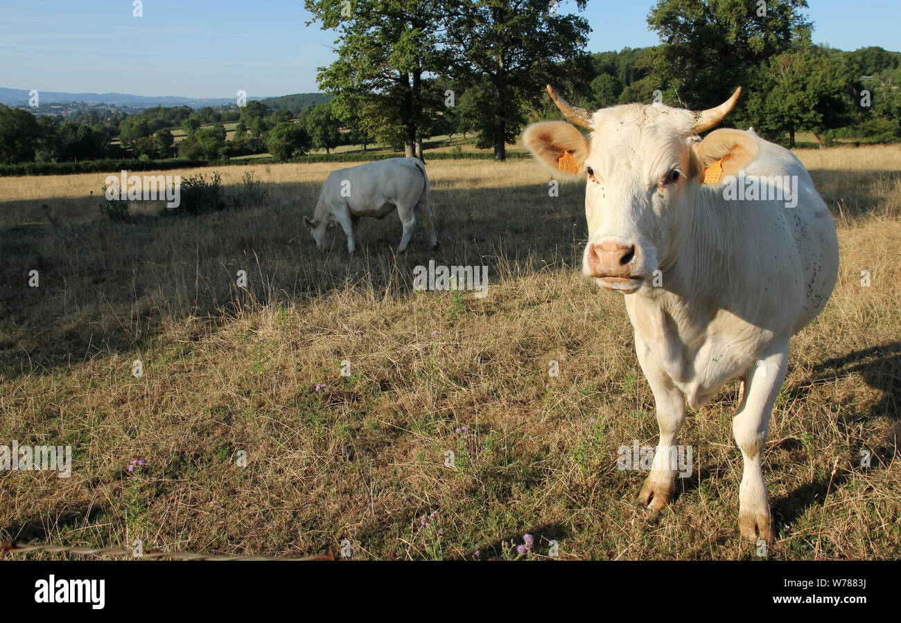 Burgund Frankreich Stockfoto