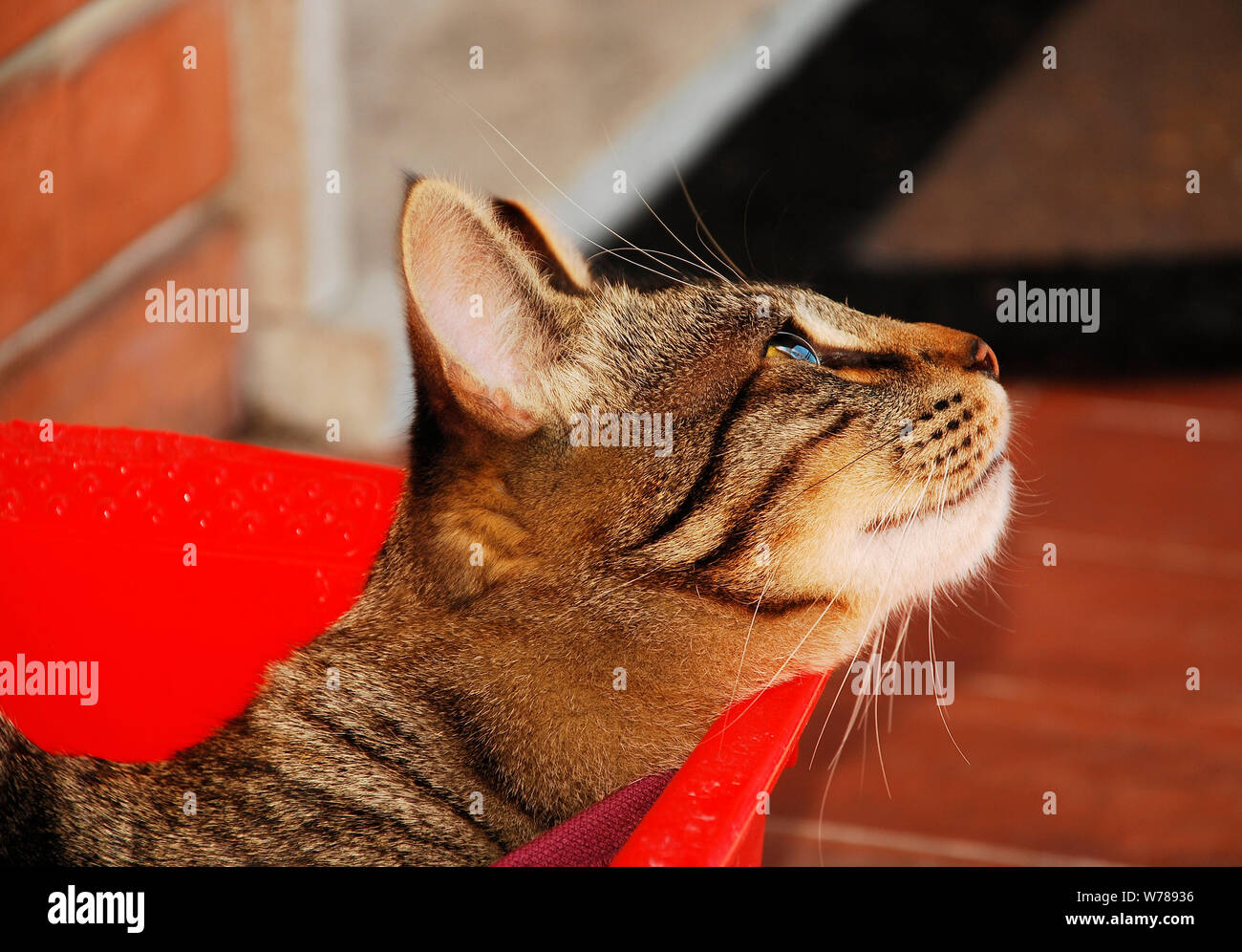 Ein einjähriger männlicher, grauer Tabbykatze, der auf seine Seite schaut. Er sitzt in einer roten Plastikkiste auf einem Balkon mit Backstein und Terrakotta-Fliesen in N.E. Italien Stockfoto