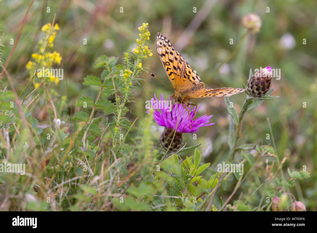 Orange Schmetterling schwarze Markierungen offenen Flügeln auf lila Blümchen des flockenblume in der Nähe von wilden Pflanzen in der Wiese. Querformat natur Bild Britische Sommerzeit Stockfoto