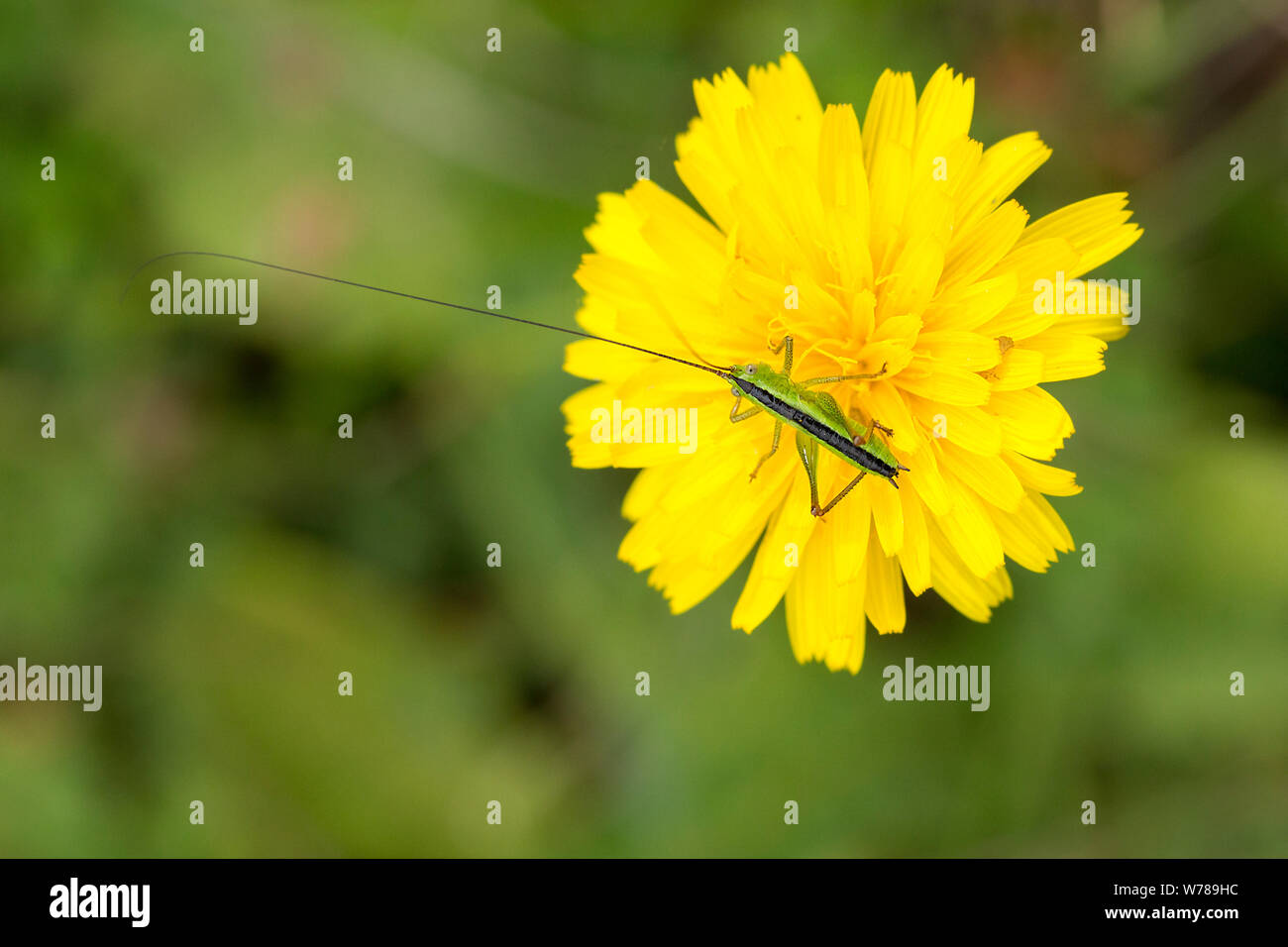 Gesprenkelte bush Cricket männlich (Leptophyes punctatissima) helles grün dunkel braune Linie entlang zurück in winzigen schwarzen Flecken lange dünne hintere Beine abgedeckt Stockfoto