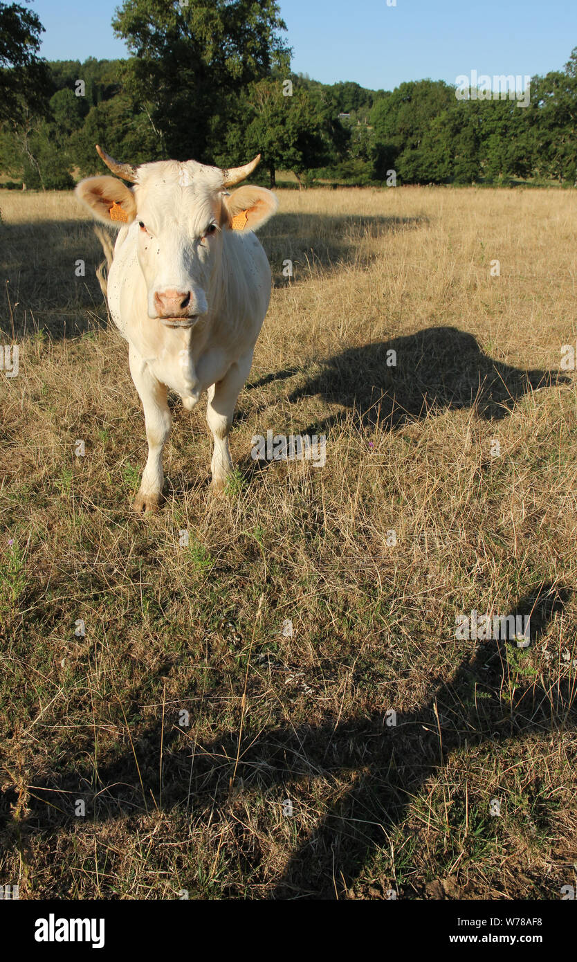 Burgund Frankreich Stockfoto