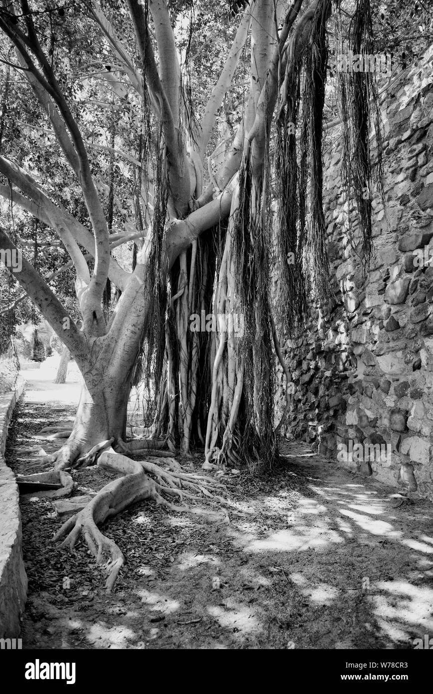 Alter Baum und Root System Stockfoto