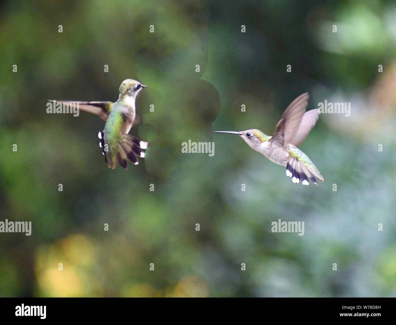 Kolibris, Kolibri Stockfoto