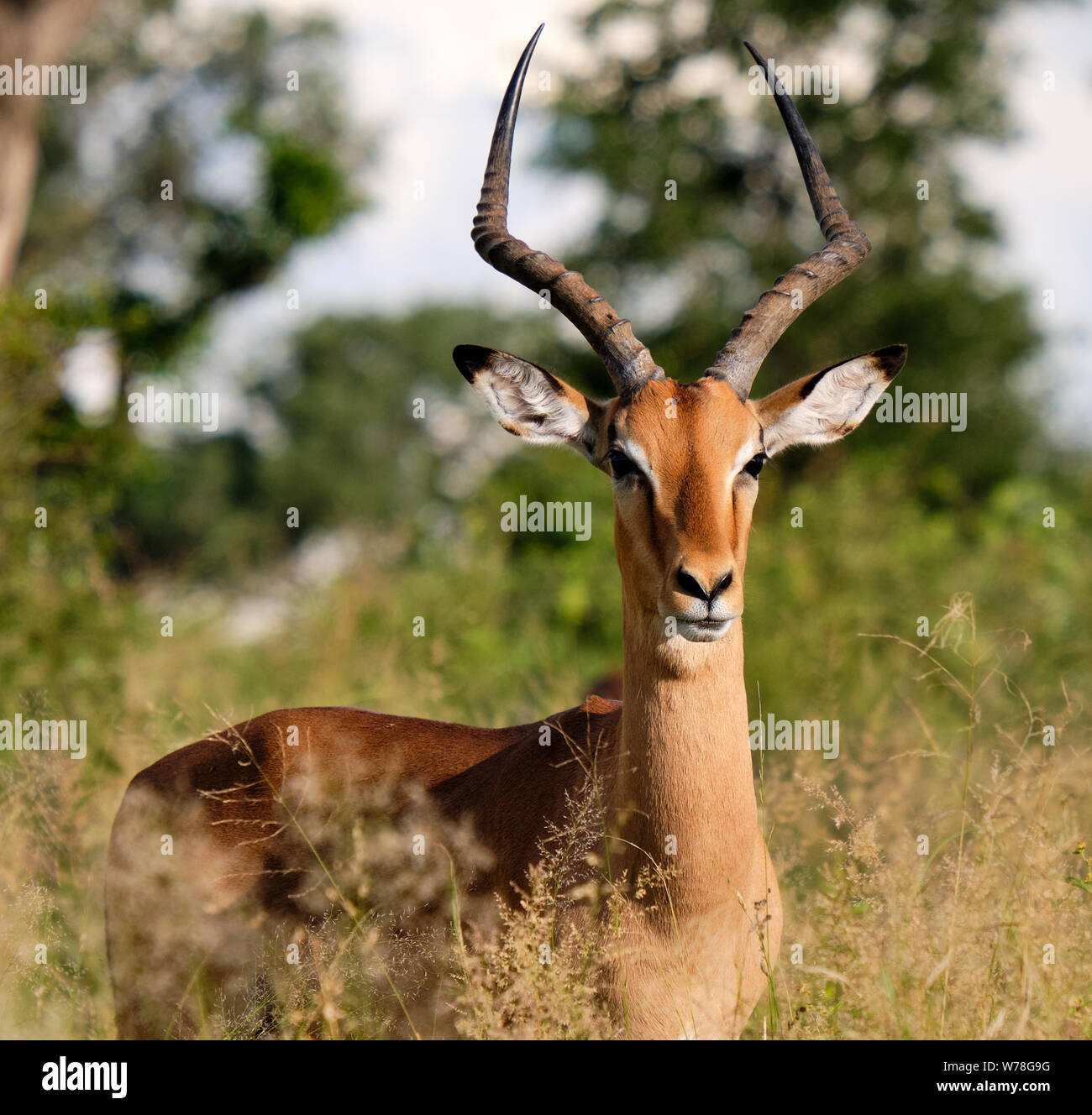 Männliche Impala in hohem Gras mit späten Tag Sonne Licht auf das Gesicht Stockfoto