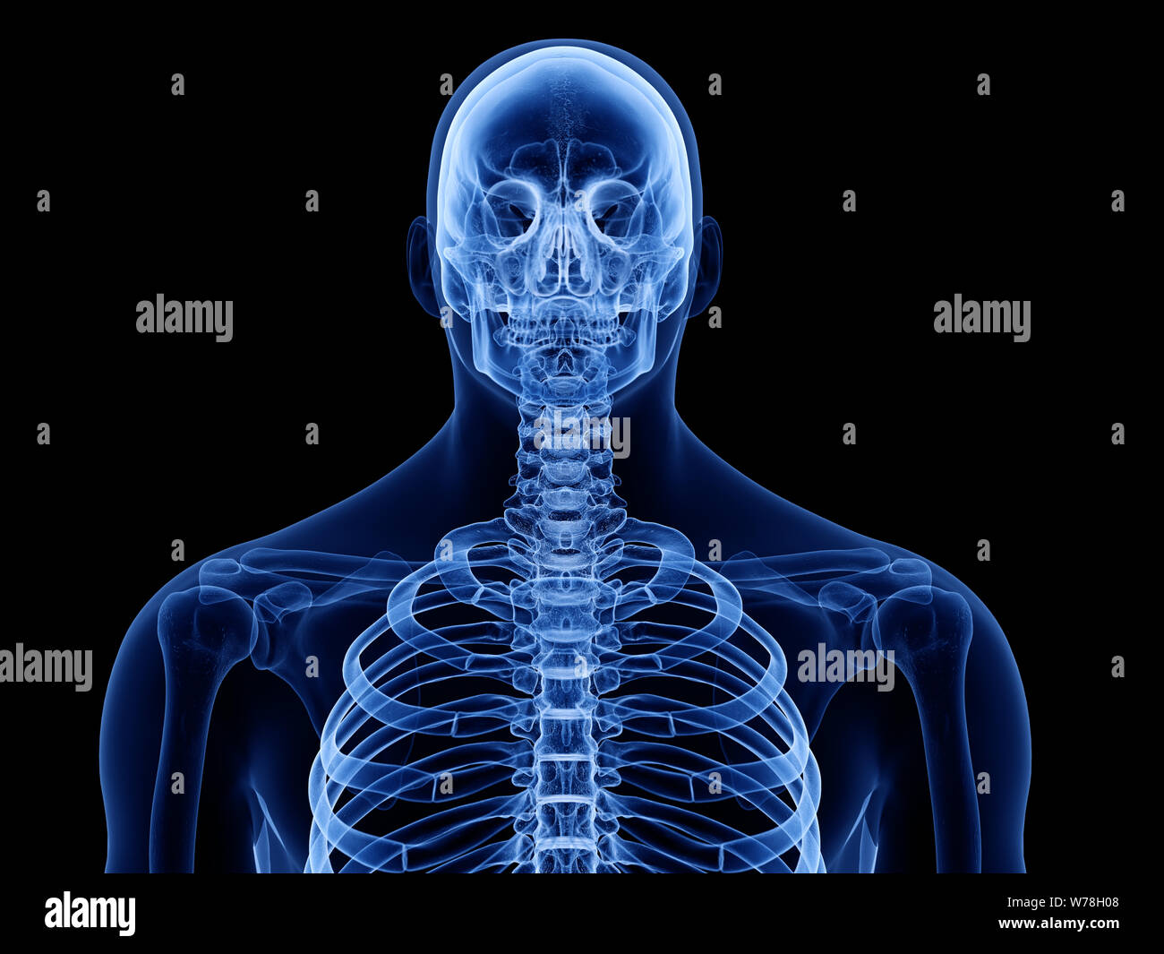 3D-gerenderte Medizinisch genaue Abbildung der Skelettmuskeln der oberen Karosserie Stockfoto