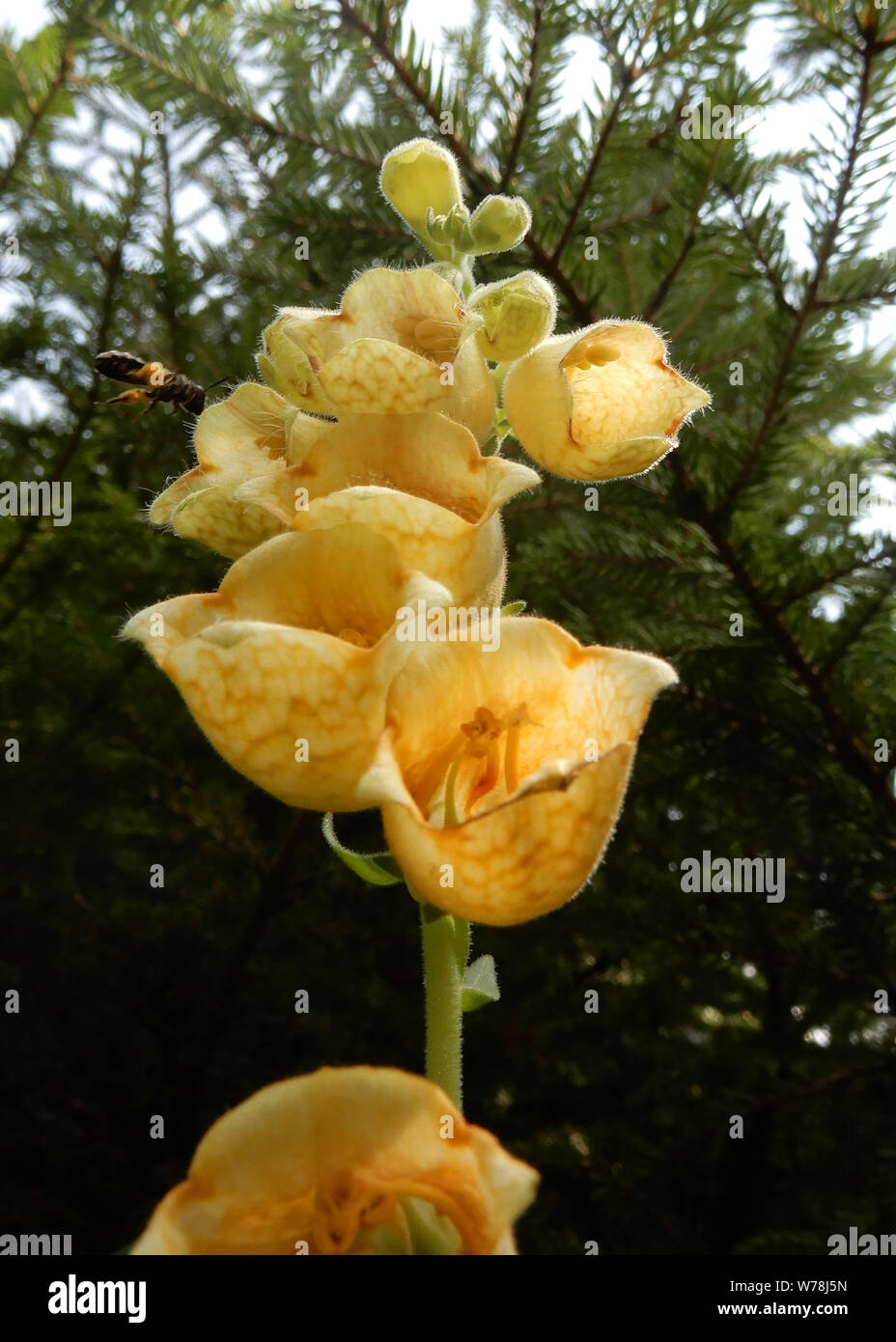 Wild Alpenblumen Stockfoto