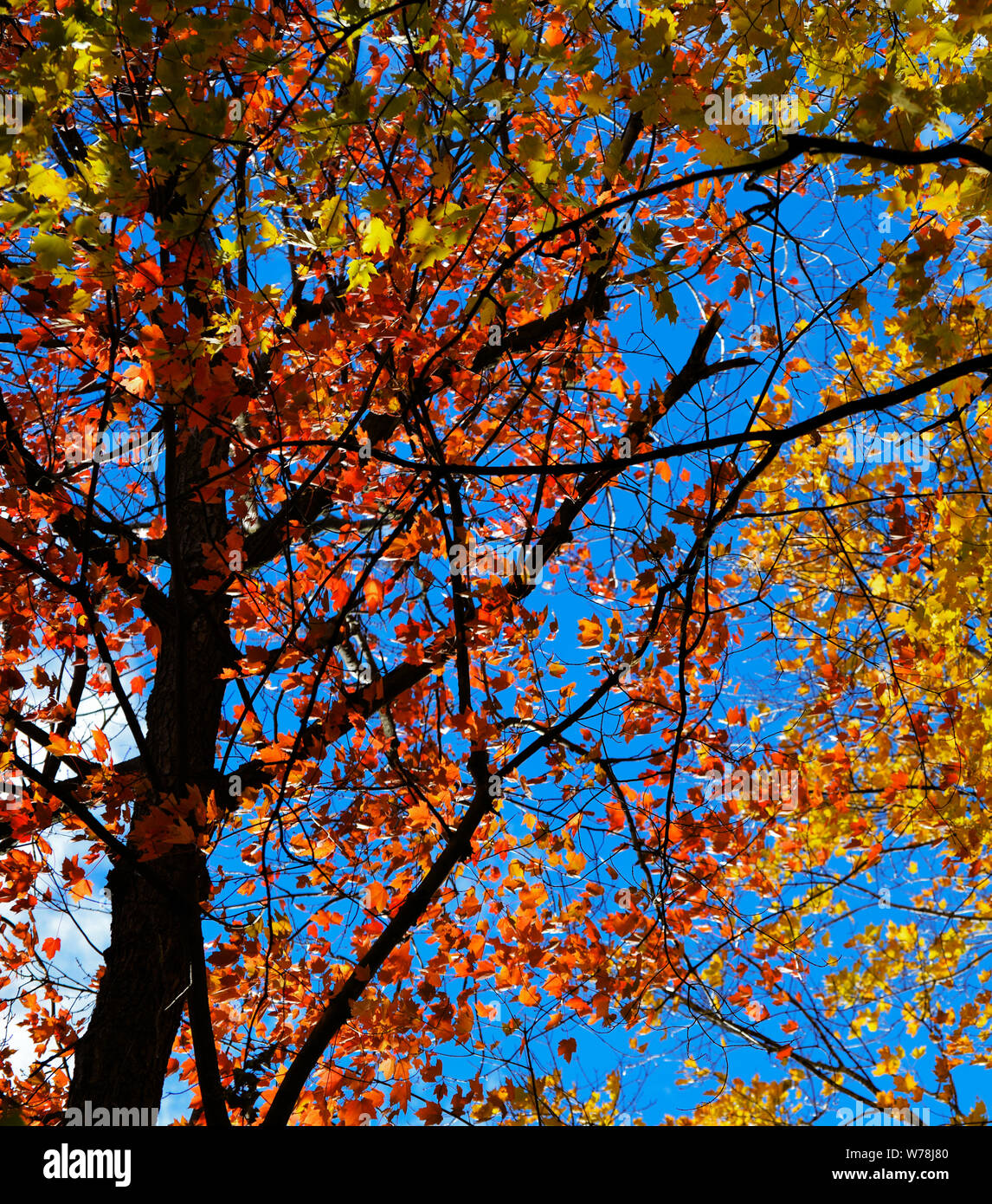 König von Jahreszeiten Herbst Stockfoto