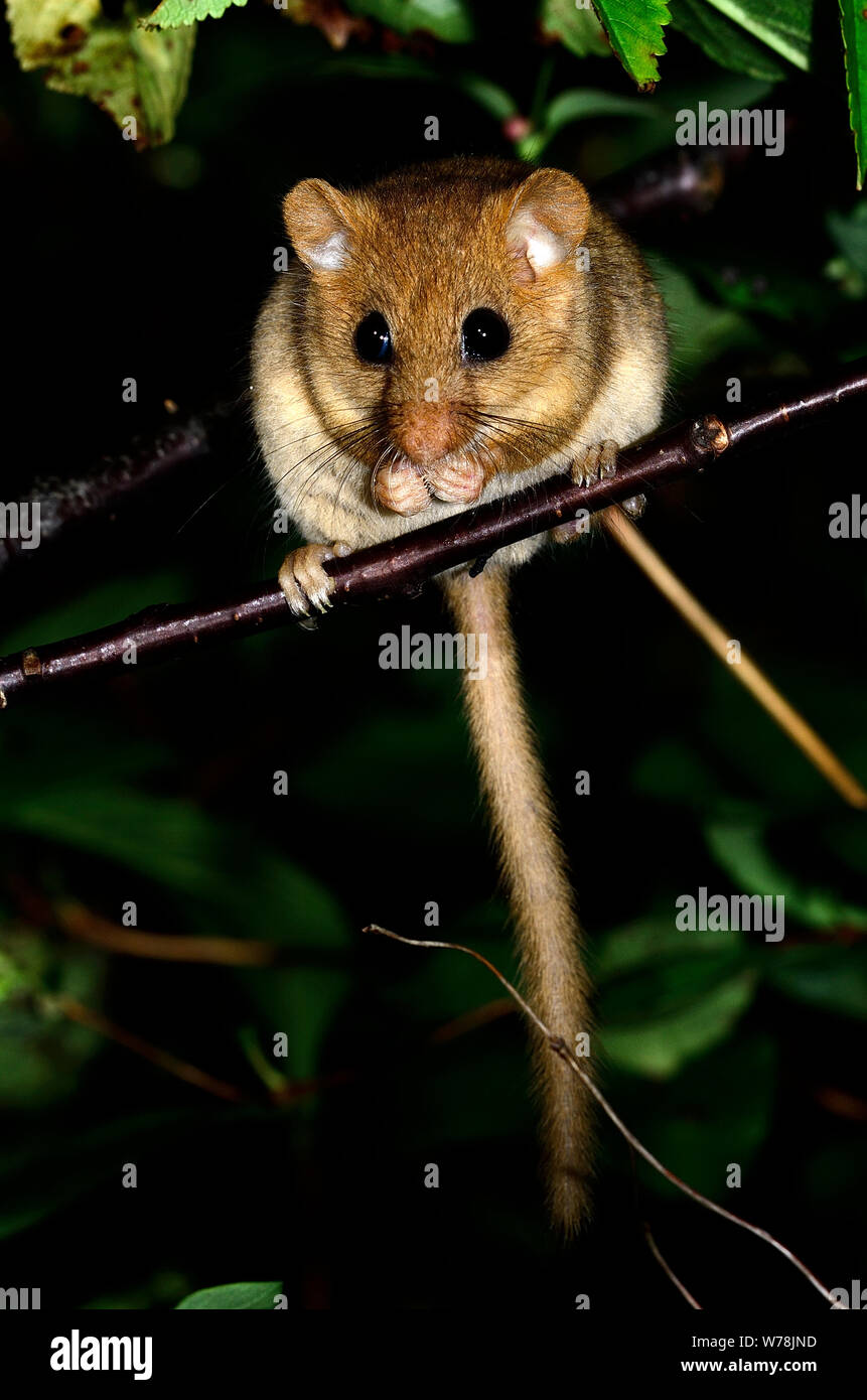 Siebenschläfer Stockfoto