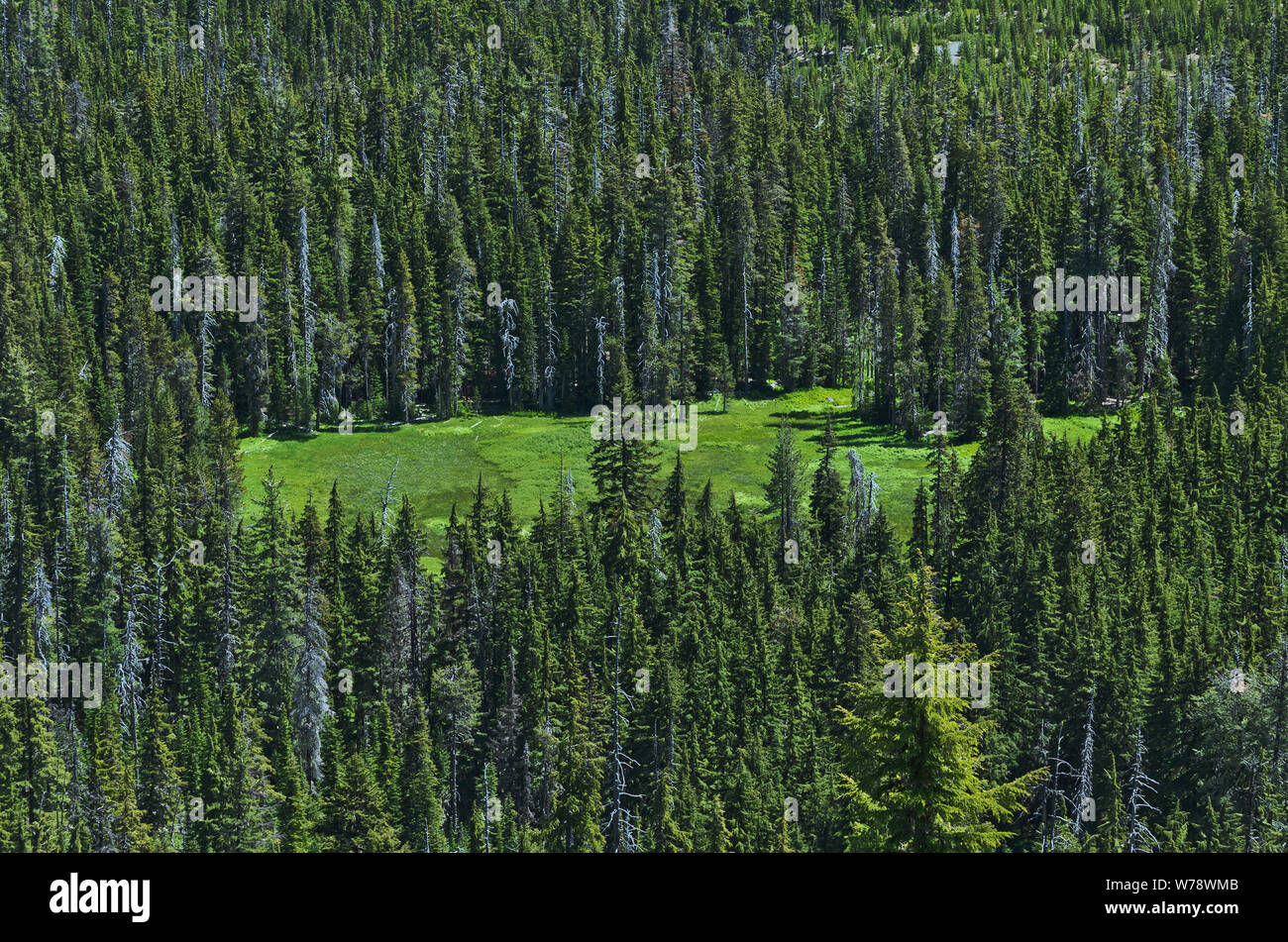 Oder: Douglas County, Cascades, Diamond Peak Bereich der Umpqua National Forest; Blick auf eine natürliche bog in den Wäldern von calapooya Berg. Stockfoto