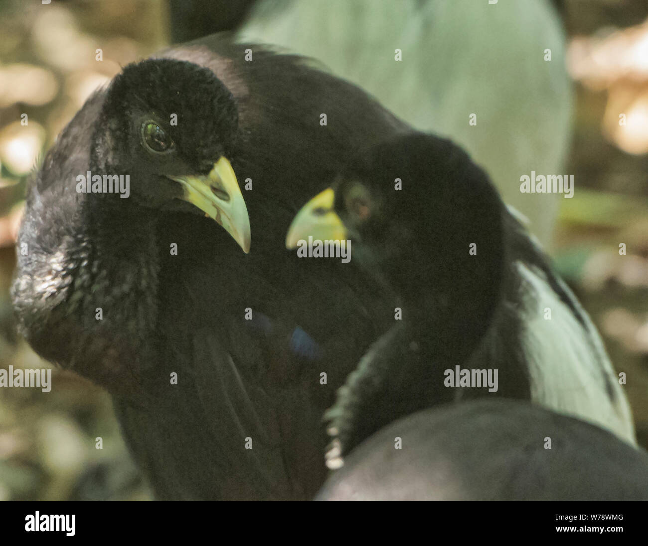 Paar Latten-winged Trompeter (Psophia leucoptera), Tambopata National Reserve, peruanischen Amazonas Stockfoto