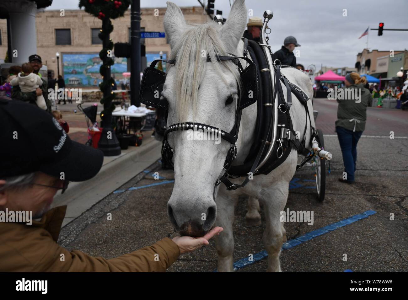 Schöne weiße Clydesdale Pferde in der historischen Innenstadt von Enterprise Alabama Stockfoto