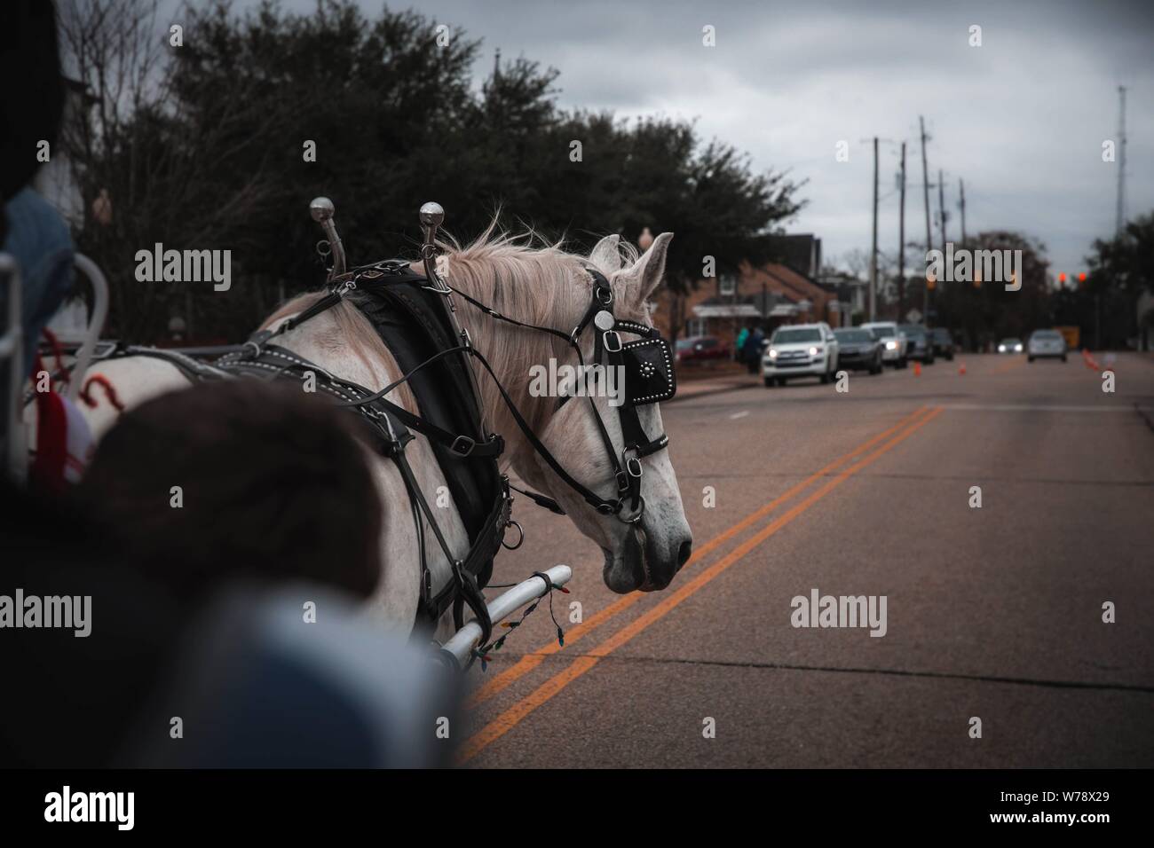 Schöne weiße Clydesdale Pferde in der historischen Innenstadt von Enterprise Alabama Stockfoto