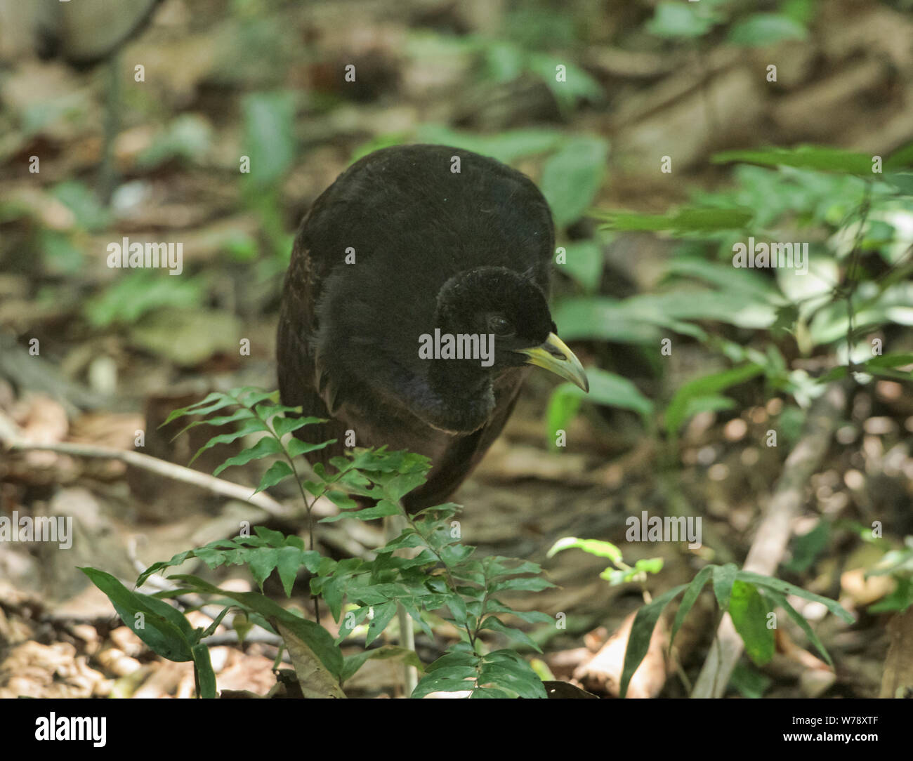 Eine blass-winged Trompeter (Psophia leucoptera), Tambopata National Reserve, peruanischen Amazonas Stockfoto