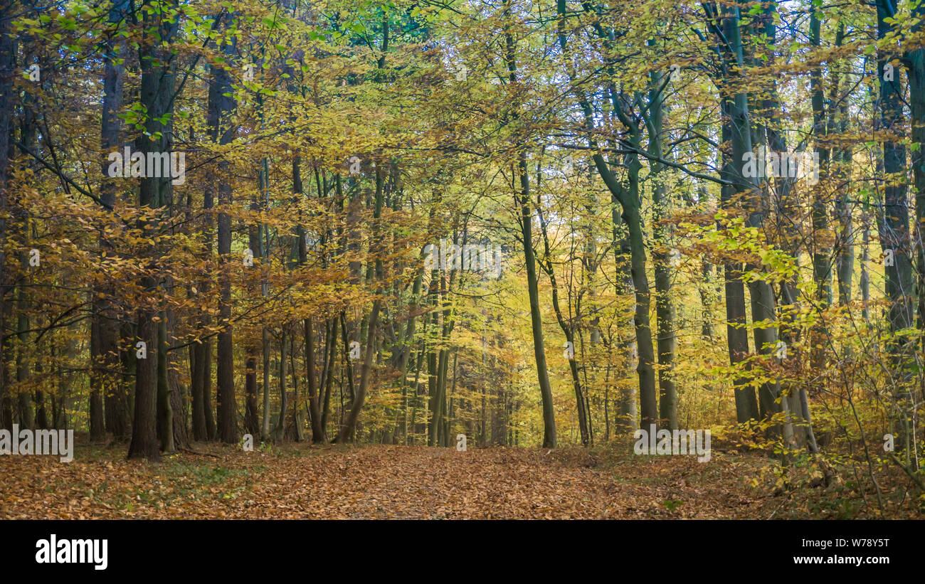 Wald Landschaft im Herbst Stockfoto