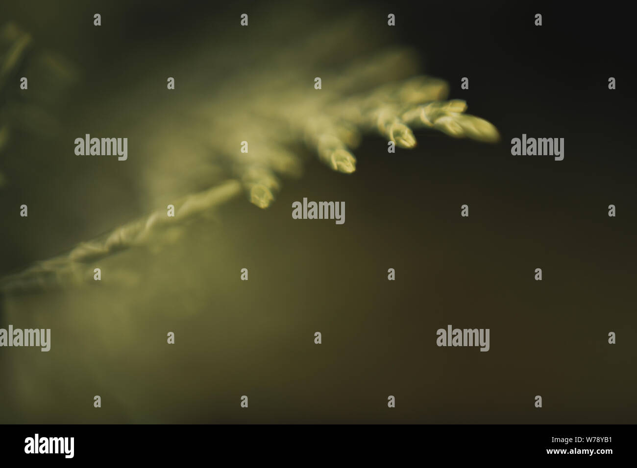 Zurück Boden einer Menge tanne baum Blätter mit einem Moody und weiches Licht Stockfoto