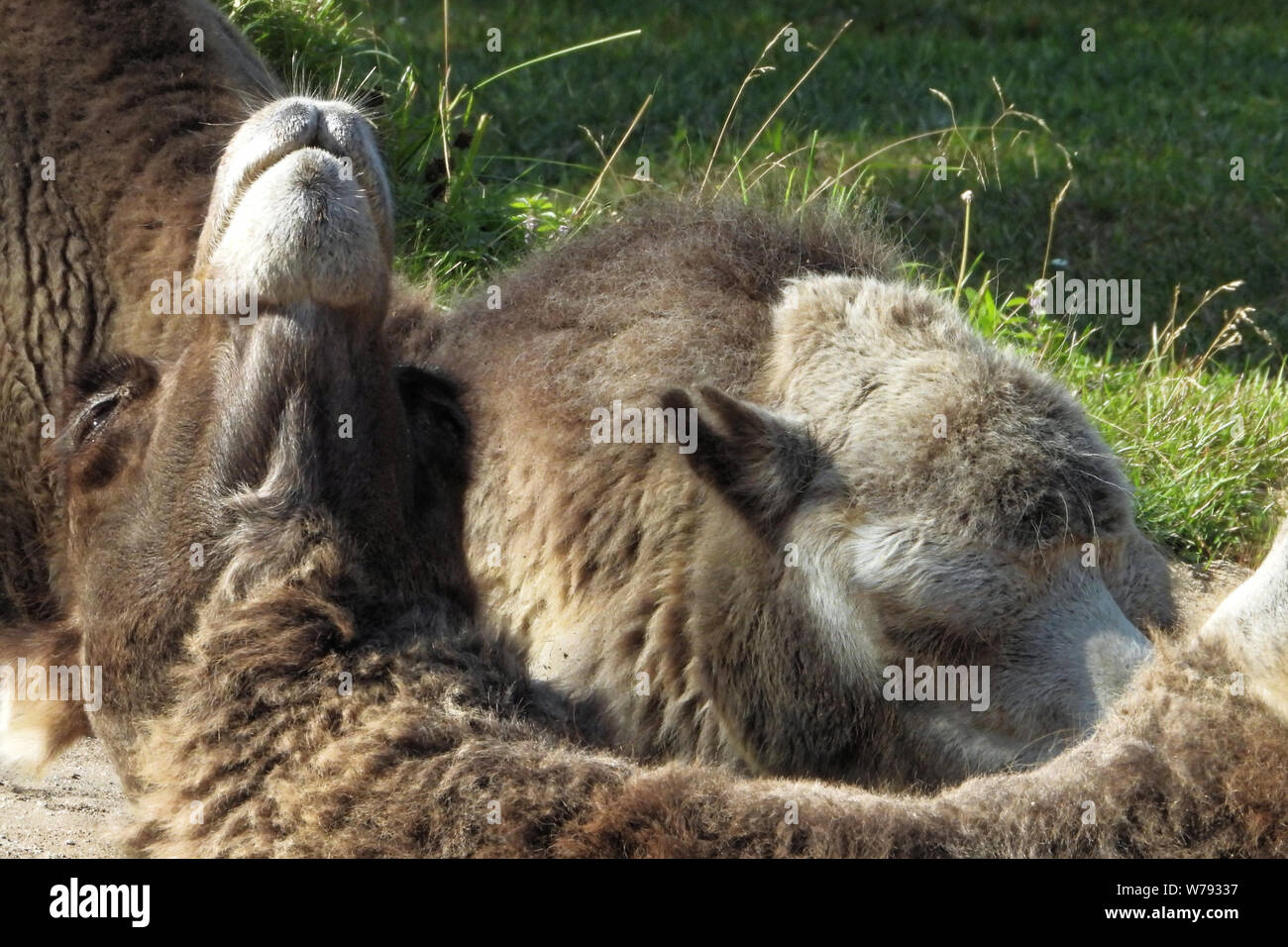 Porträt der baktrischen Kamel (Camelus bactrianus). Stockfoto