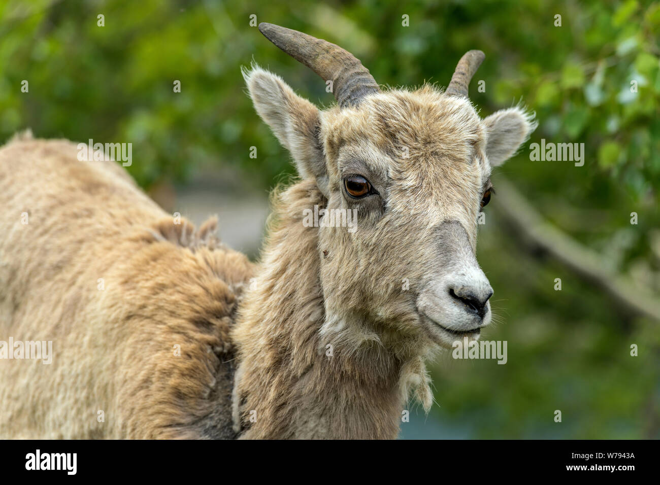 Weibliche Bighorn Schafe - einen vorderen Head-shot eines weiblichen Rocky Mountain Bighorn Schafe auf der Seite der zwei Jack Lake, Banff National Park, Alberta, Kanada. Stockfoto