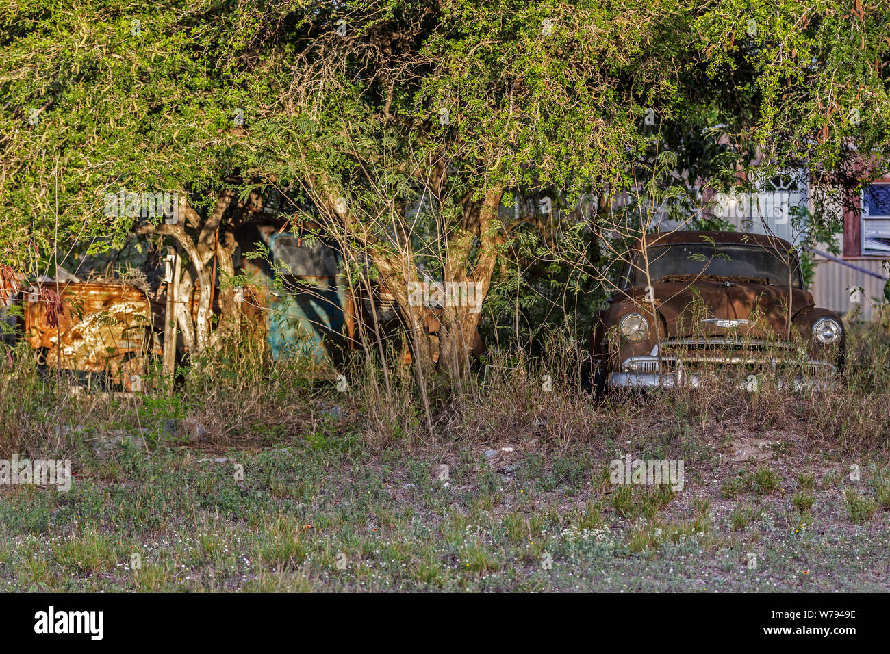 Classic Old, Oxidation, amerikanische Autos hinter den Bäumen versteckt, Zapata County, TX, USA Stockfoto