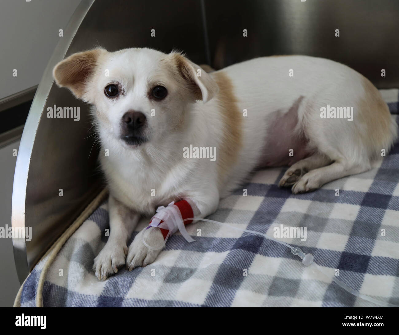 Ein Hund erhält die intravenöse Flüssigkeit in einem pet-Krankenhaus in Shenyang City, im Nordosten der chinesischen Provinz Liaoning, 15. November 2017. Haustiere waren Wi behandelt Stockfoto