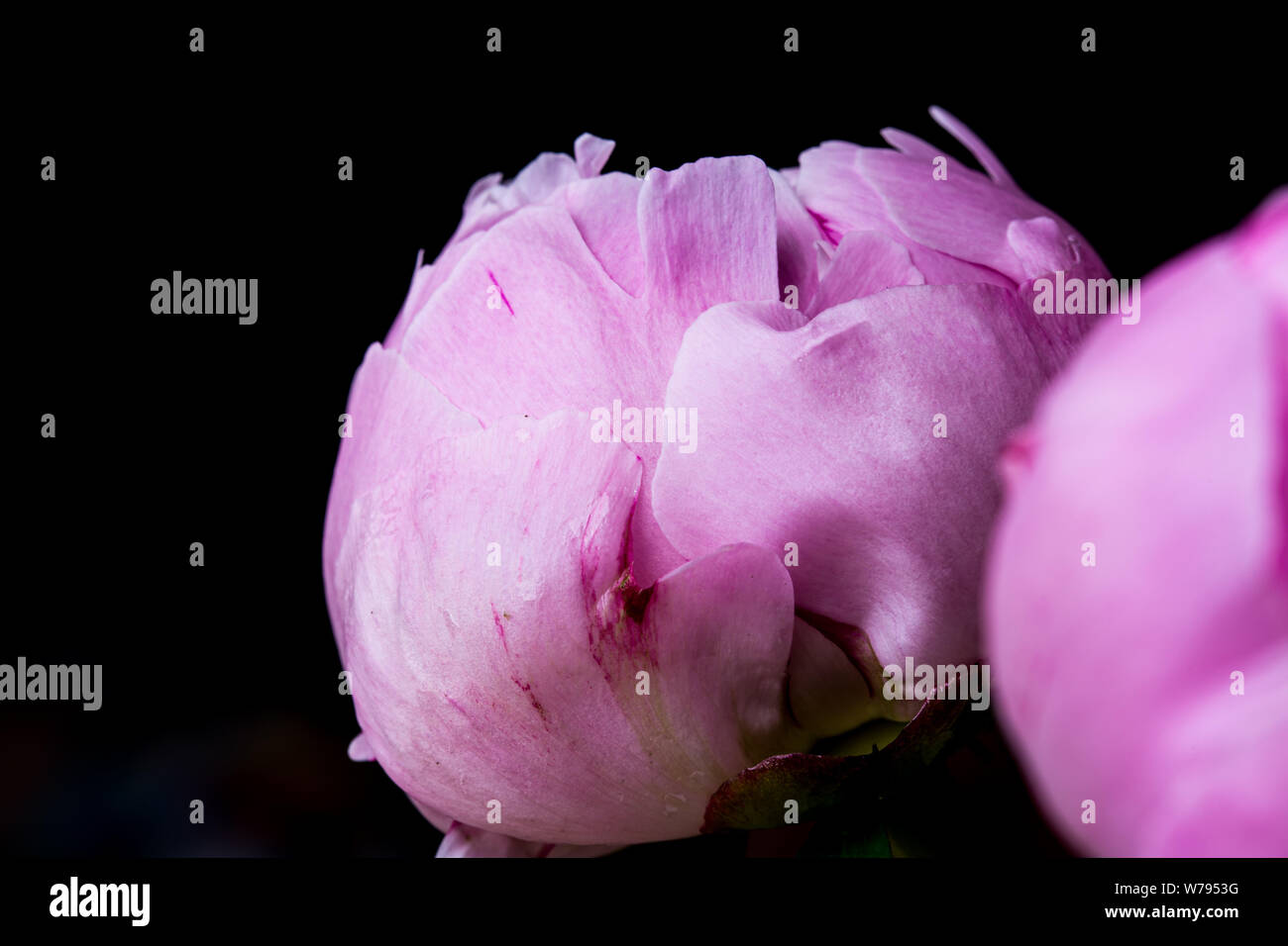Rosa pfingstrose Blüten auf schwarzem Hintergrund Stockfoto
