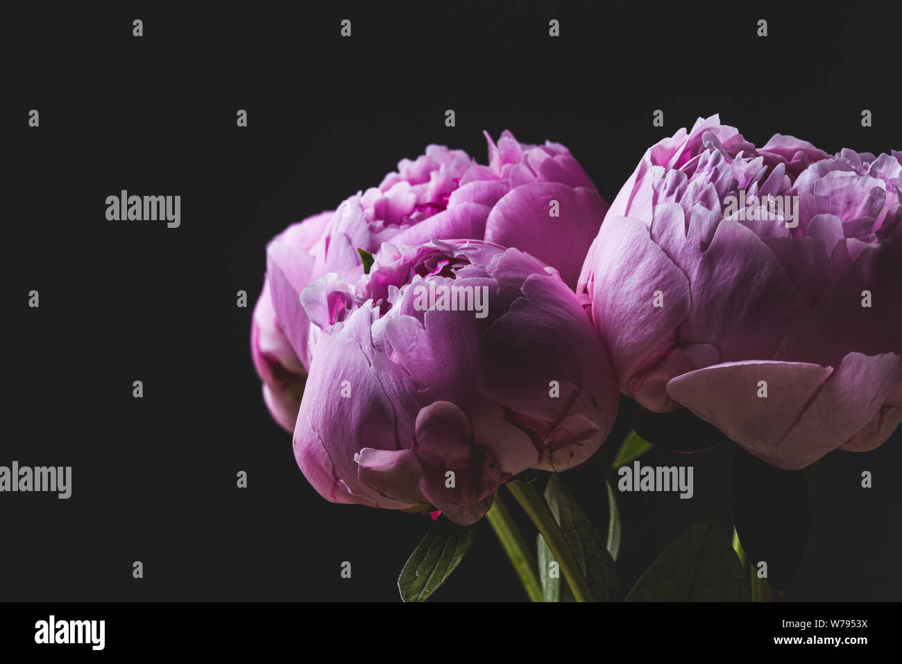 Rosa pfingstrose Blüten auf schwarzem Hintergrund Stockfoto