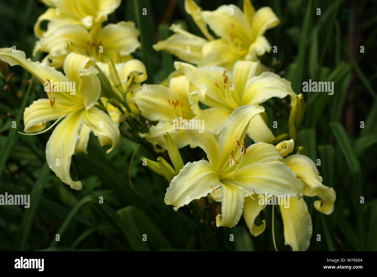 Schönen Taglilien im Sommergarten. Einfachheit in Motion Taglilien spinnen. Gelbe Taglilien blühen im öffnen. Vielen Blumen. Stockfoto