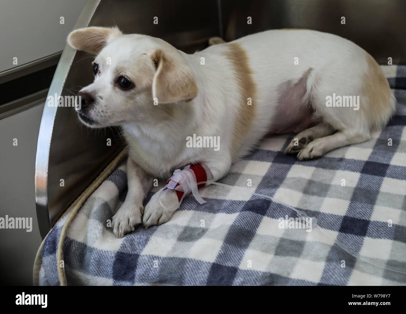 Ein Hund erhält die intravenöse Flüssigkeit in einem pet-Krankenhaus in Shenyang City, im Nordosten der chinesischen Provinz Liaoning, 15. November 2017. Haustiere waren Wi behandelt Stockfoto