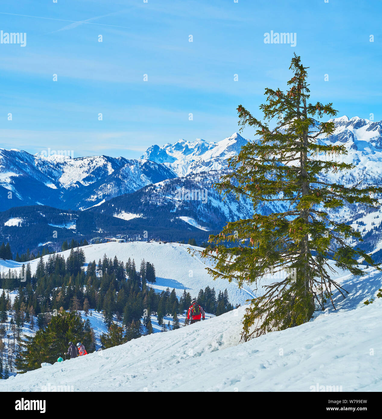 Die malerische Winter landscpae mit alten Baum auf der schneebedeckten Hang der Zwieselalm Berg, Gosau, Salzkammergut, Österreich Stockfoto