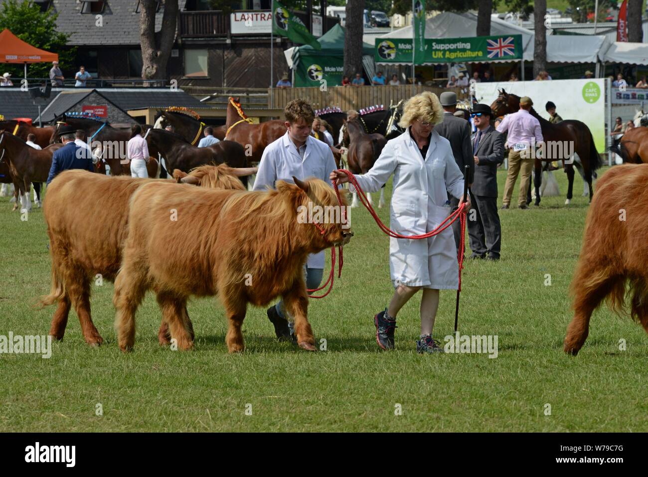 Preisgekrönte Almabtrieb rund um die Show Ring an die 100 Royal Welsh Show 2019, Builth Wells Stockfoto