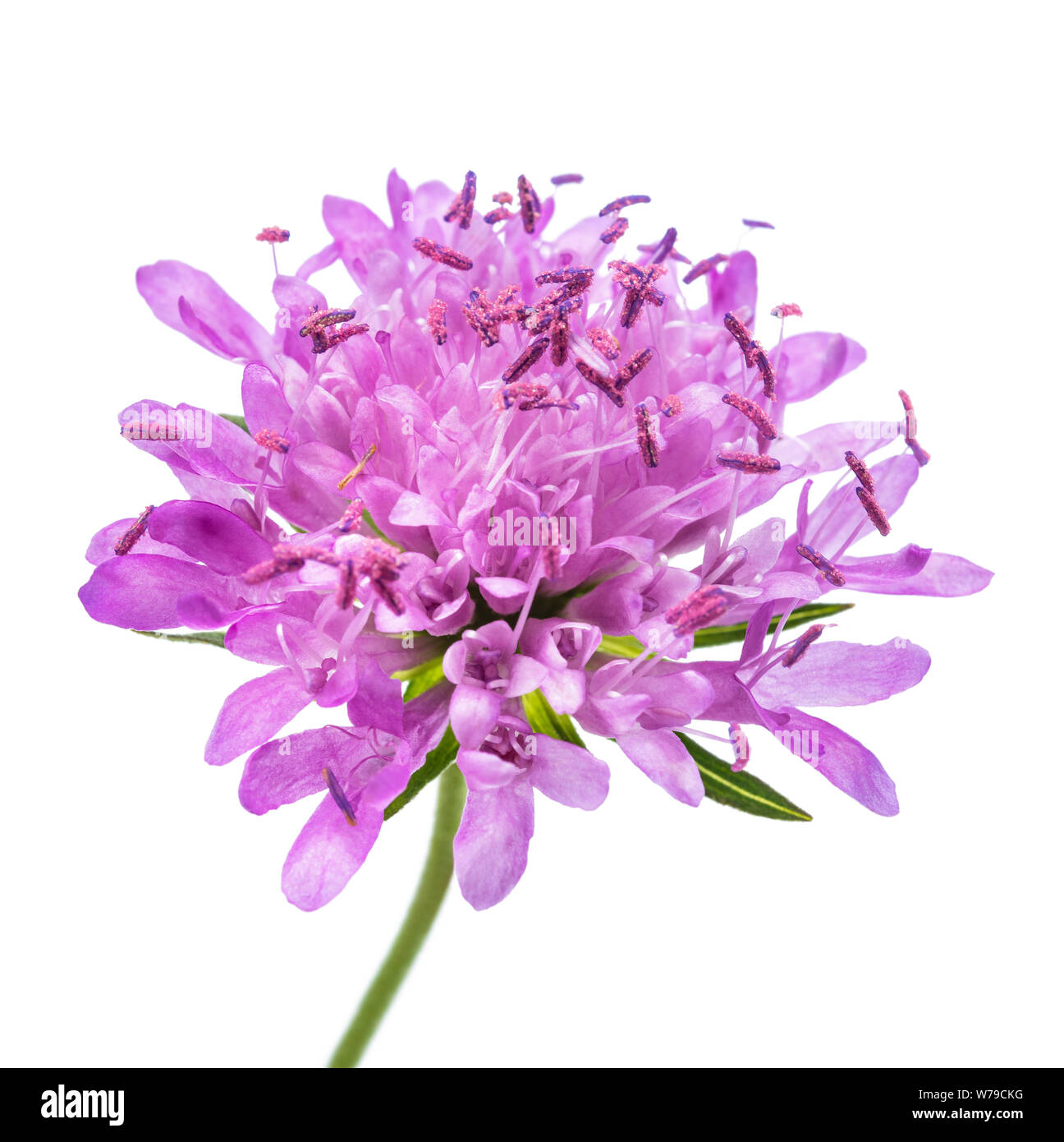 Feld-witwenblume Blume auf weißem Hintergrund Stockfoto