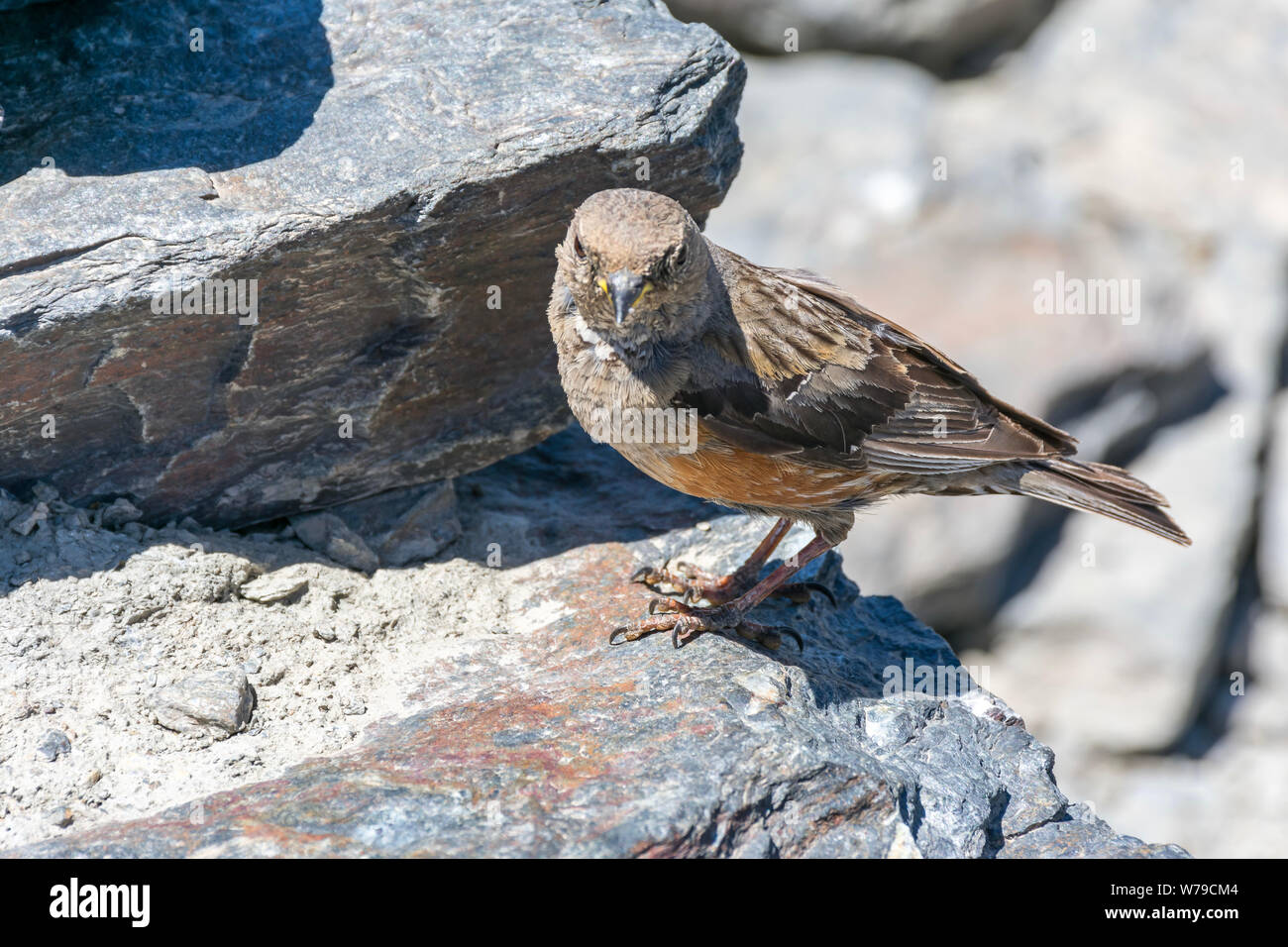 Landschaft der Sierra Nevada, die Gipfel der Mulhacen und Veleta. Stockfoto