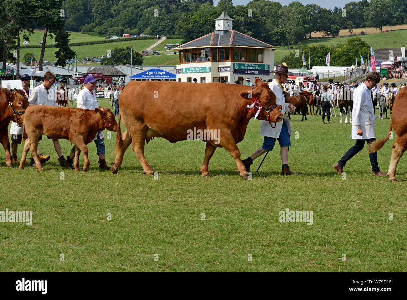Preisgekrönte Almabtrieb rund um die Show Ring an die 100 Royal Welsh Show 2019, Builth Wells Stockfoto