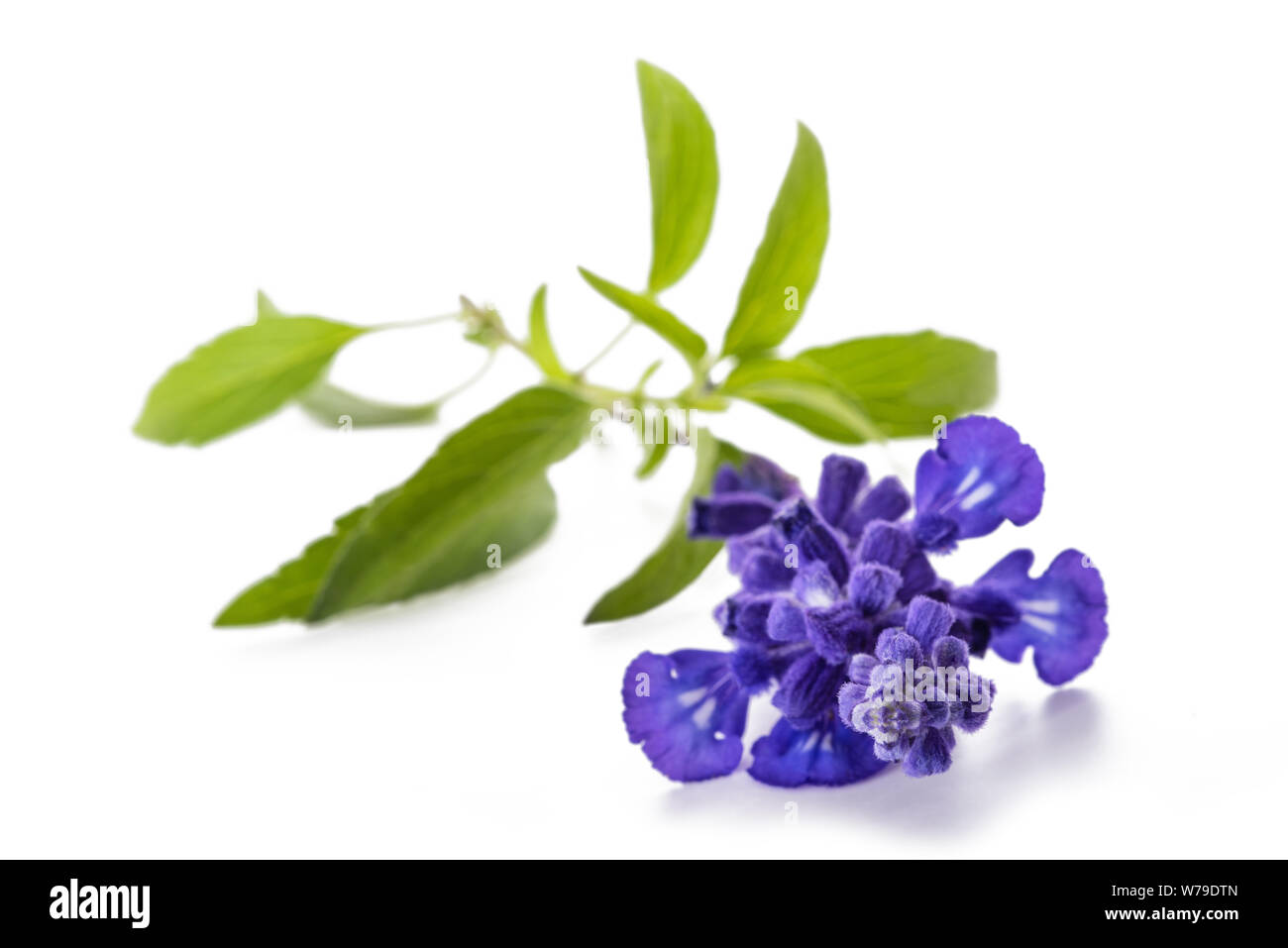 Salvia farinacea mit Blumen auf weißem Hintergrund Stockfoto