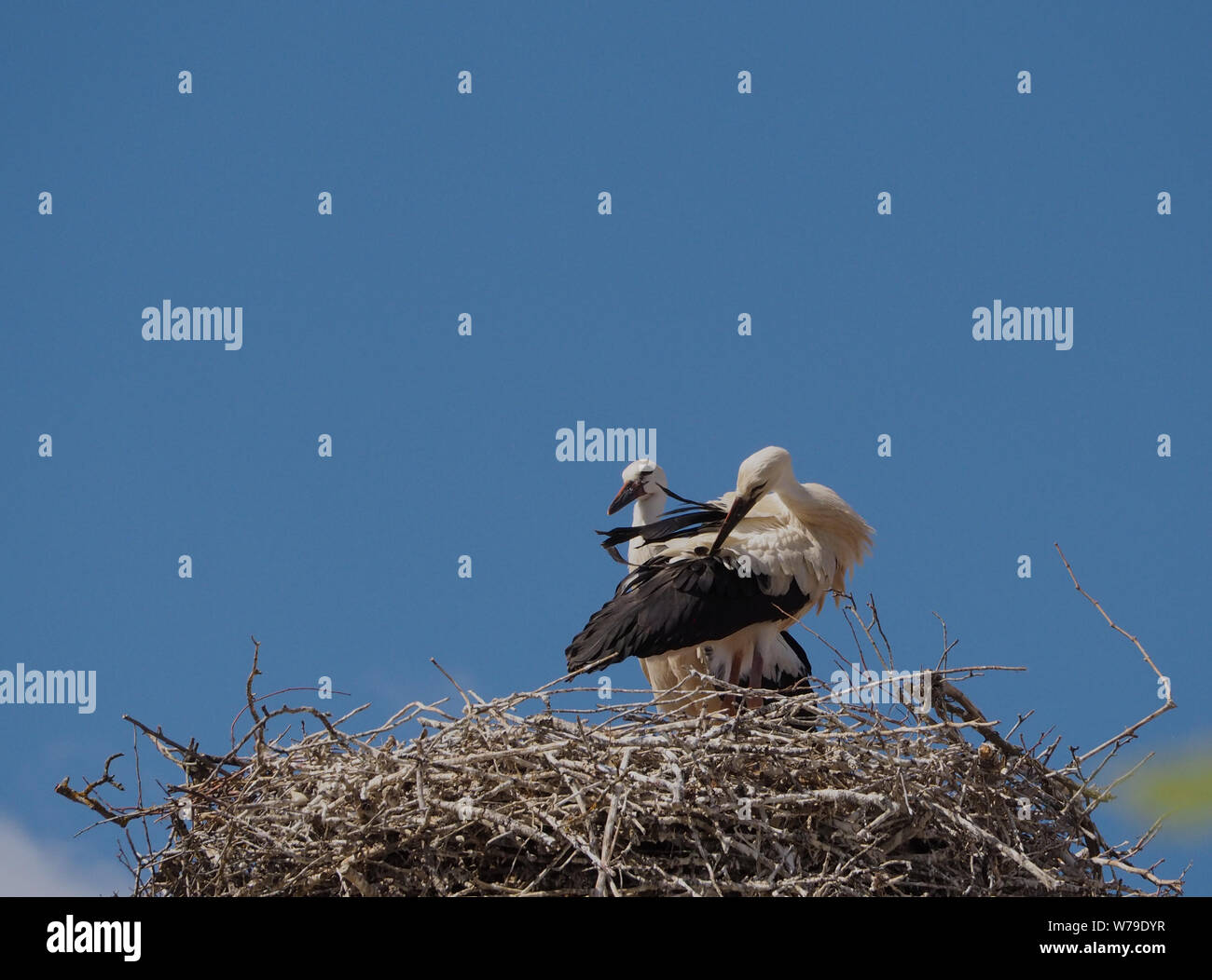 Paar junge Störche im Nest Stockfoto