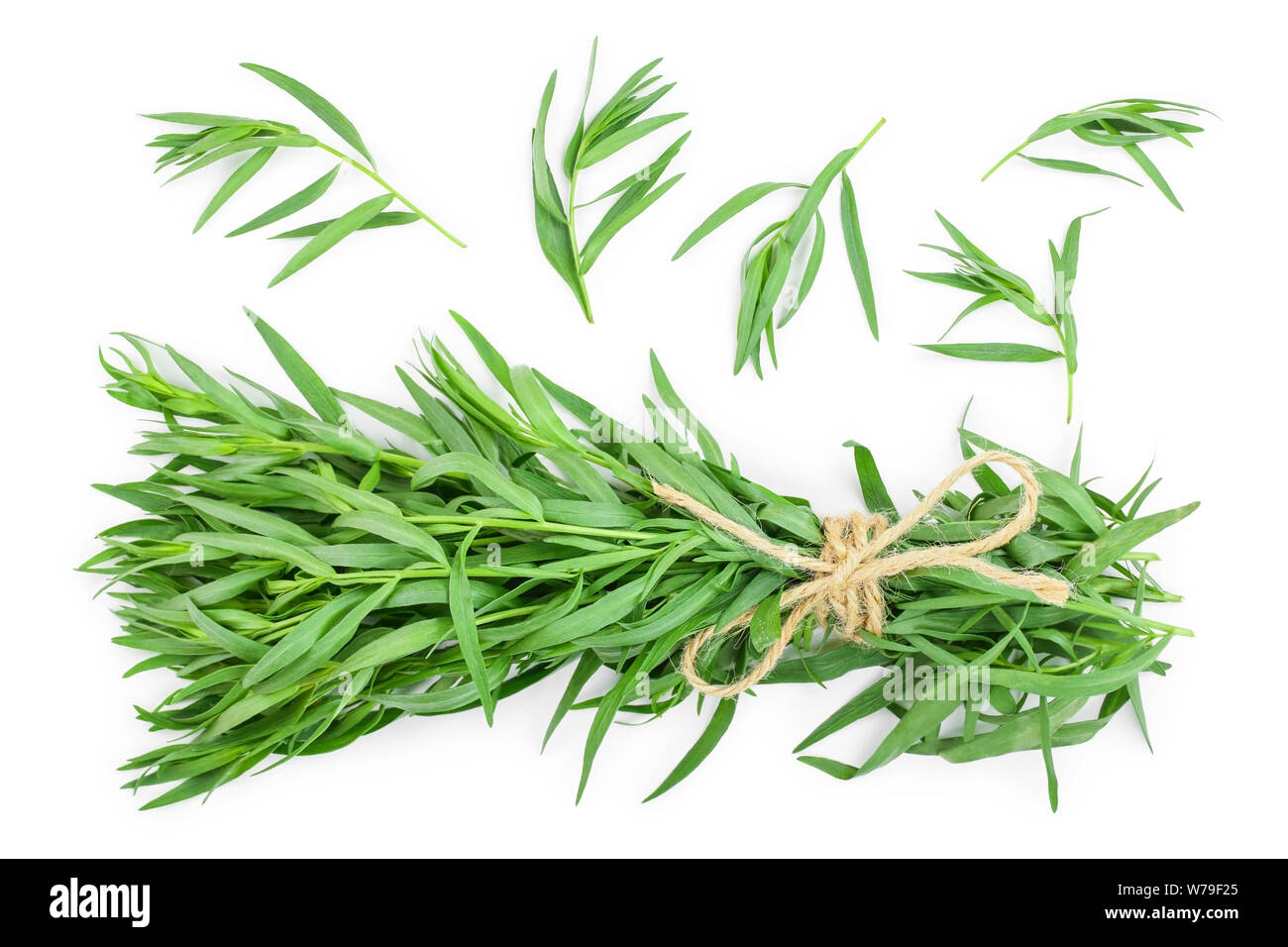 Estragon oder Estragon auf einem weißen Hintergrund. Artemisia dracunculus Stockfoto
