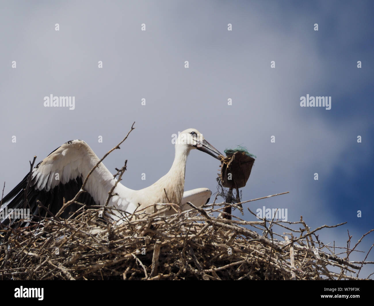 Junge Storch in seinem Nest mit Müll und Kunststoff in ihrem Schnabel. Stockfoto