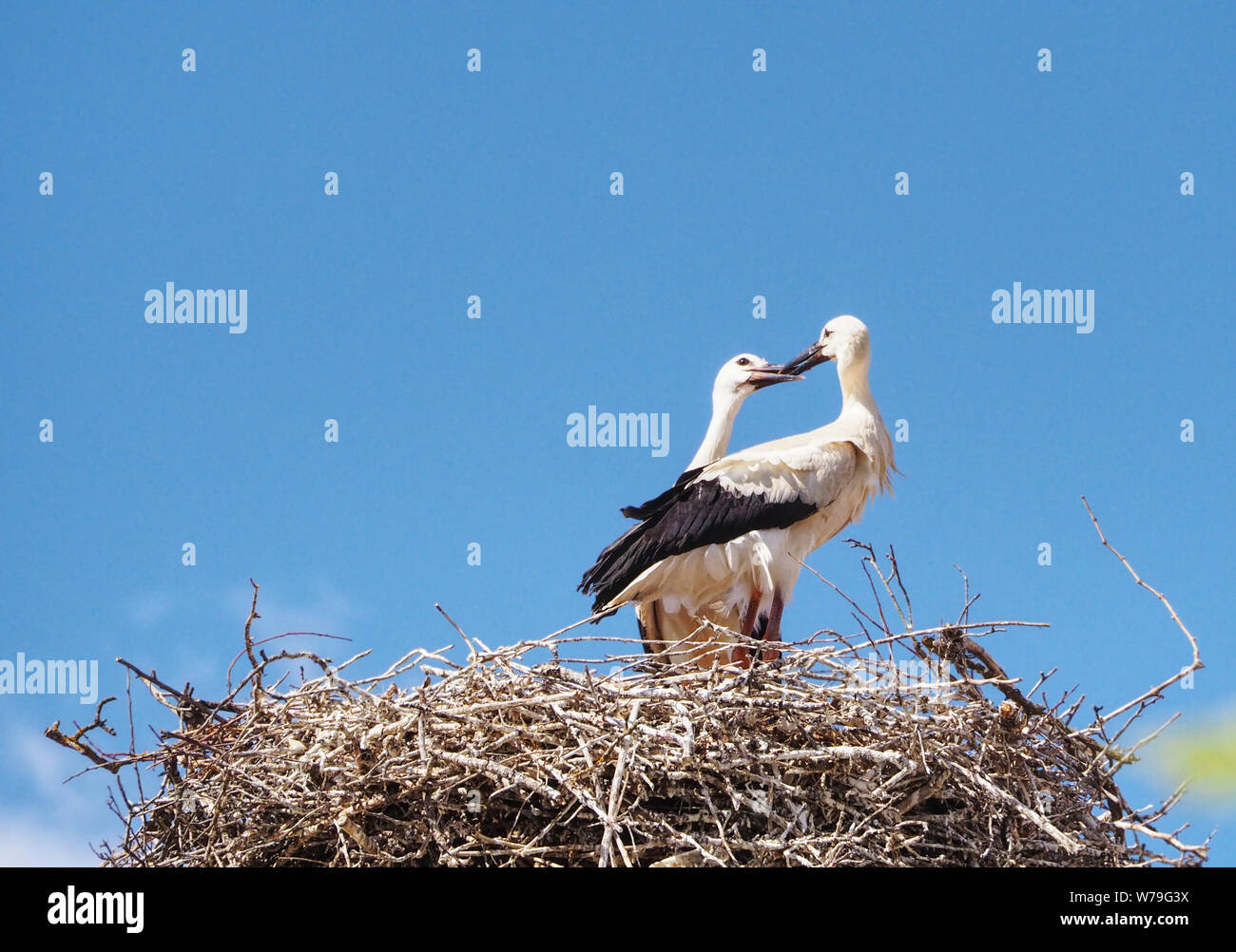 Jungstörche im Nest Paar scheinen zu küssen. Stockfoto