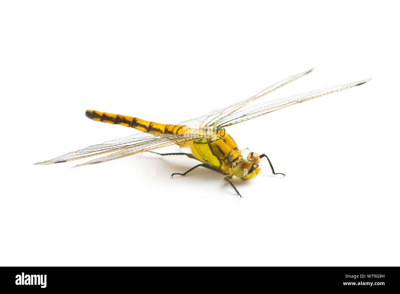 Die Libelle Insekt auf weißem Hintergrund. Stockfoto