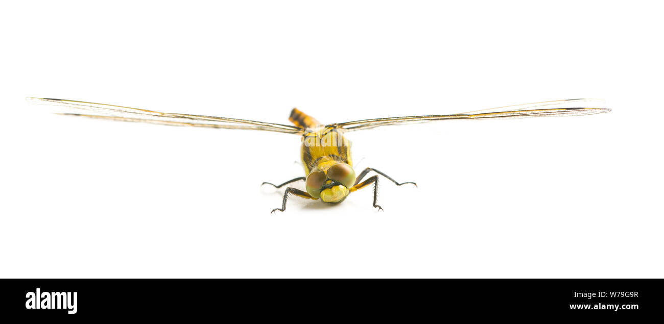 Die Libelle Insekt auf weißem Hintergrund. Stockfoto