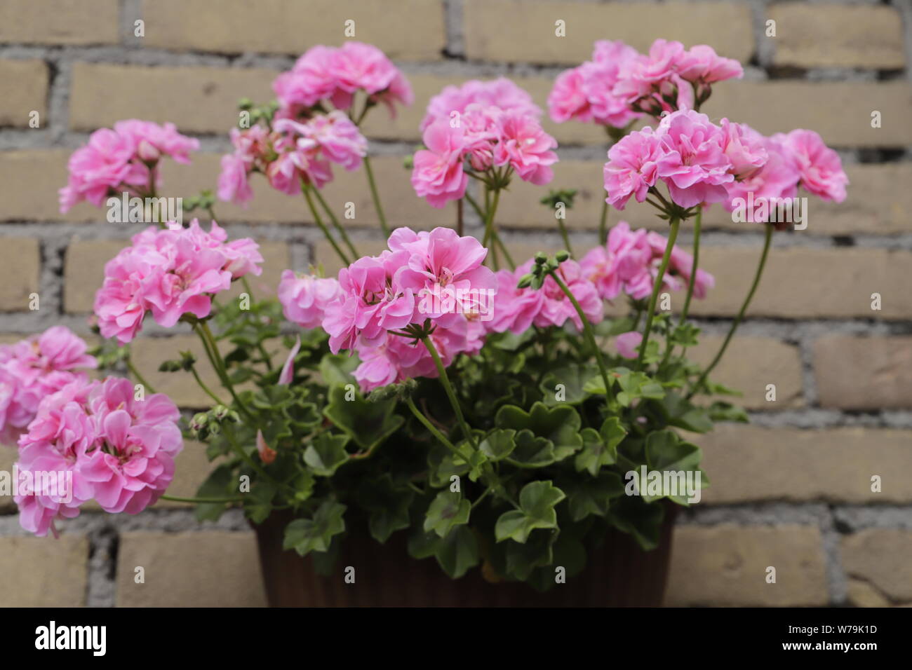 Eine wundervolle Anlage auf ihrem Balkon oder Garten im Sommer zu haben