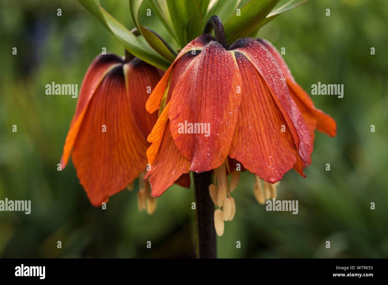Fritillary Kaiserkrone (Fritillaria imperialis) für seine große und spektakuläre Cluster von glockenförmigen Blüten im späten Frühjahr gewachsen. Stockfoto