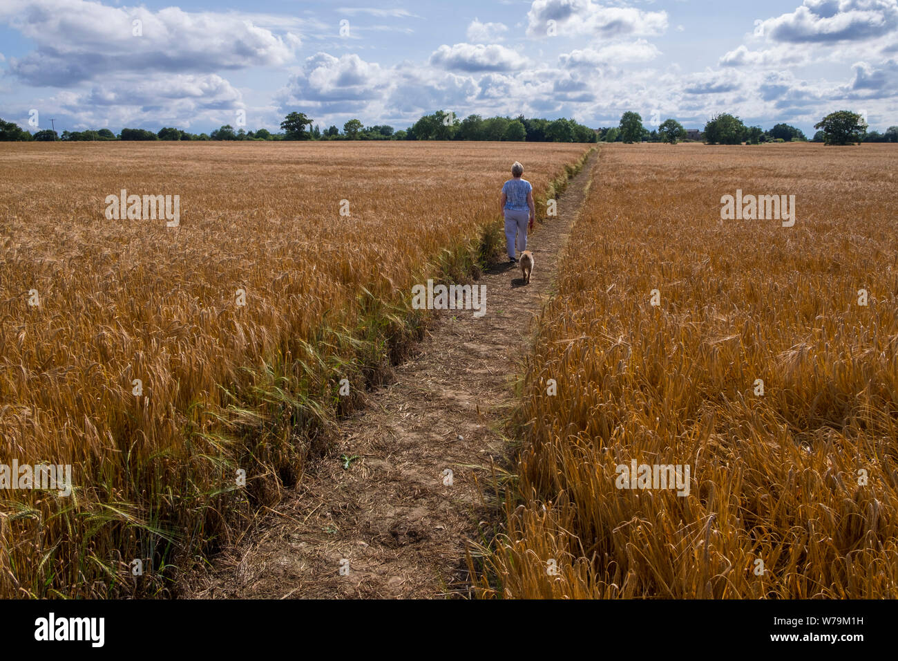 Pfad durch ein Feld von Gerste durch einen Hund Walker verwendet wird. Suffolk, Großbritannien. Stockfoto