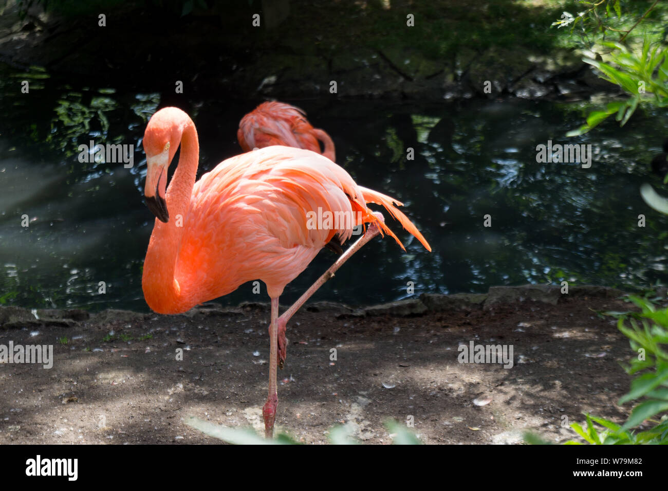 Flamingo hocken beafore ein Teich Stockfoto