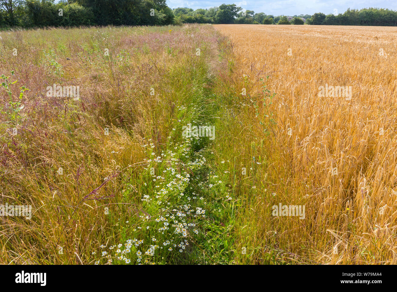 Bereich der Gerste mit einem beiseite Marge ein Lebensraum für Vögel und Tiere. Suffolk, Großbritannien. Stockfoto